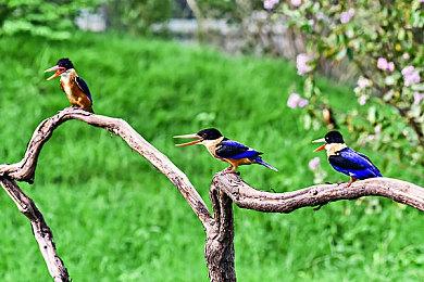 白金手游《百鬼魔道》关服时间提前 1月31日正式结束运营